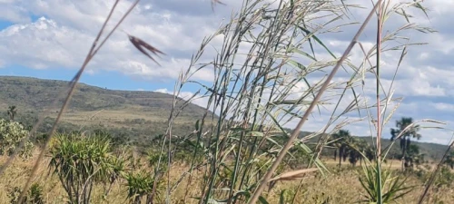 Imagem de 🌿 Excelente Oportunidade na Chapada dos Veadeiros! 🌄