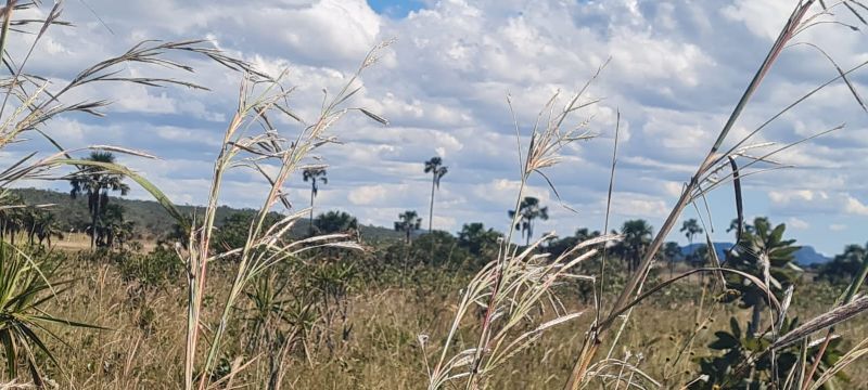🌿 Excelente Oportunidade na Chapada dos Veadeiros! 🌄 - Zona Rural, Alto Paraíso de Goiás [262]