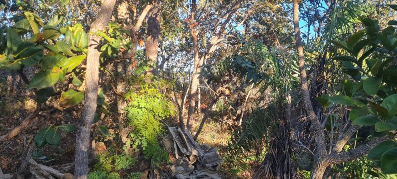 🌿 Excelente Oportunidade na Chapada dos Veadeiros! 🌄 - Eldorado, Alto Paraíso de Goiás [264]