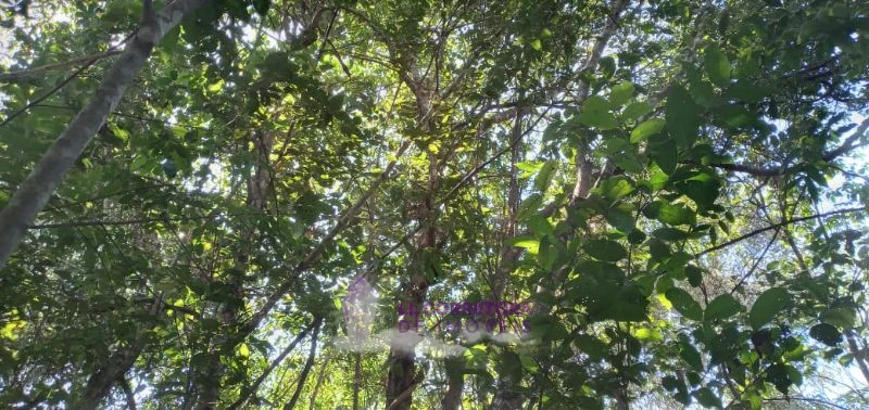 Imagem de LINDA TERRA VIZINHA AO ENCONTRO DAS ÁGUAS