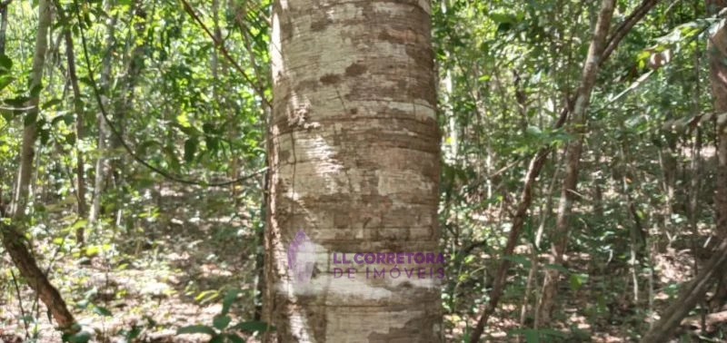 Imagem de LINDA TERRA VIZINHA AO ENCONTRO DAS ÁGUAS