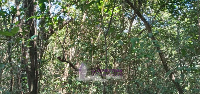 Imagem de LINDA TERRA VIZINHA AO ENCONTRO DAS ÁGUAS