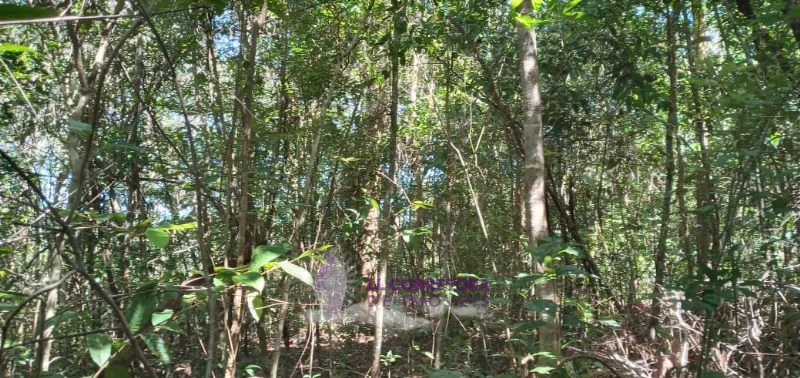 Imagem de LINDA TERRA VIZINHA AO ENCONTRO DAS ÁGUAS