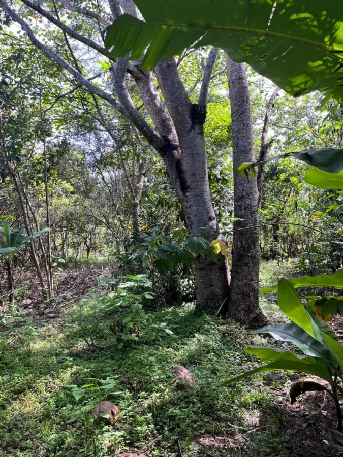 Imagem de LOTE DOS SONHOS COM RIOZINHO NOS FUNDOS