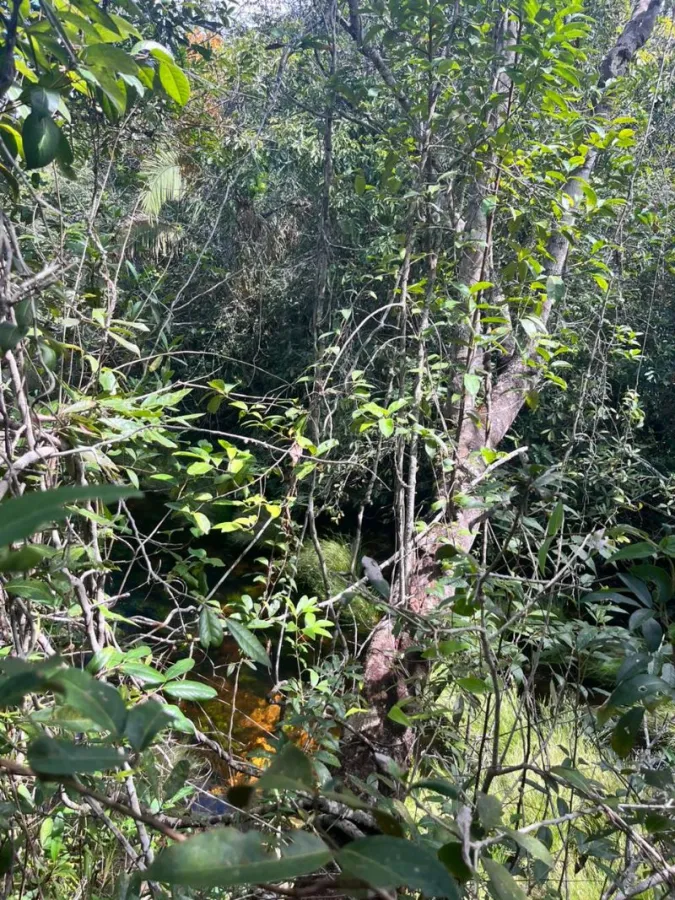 Imagem de LOTE DOS SONHOS COM RIOZINHO NOS FUNDOS