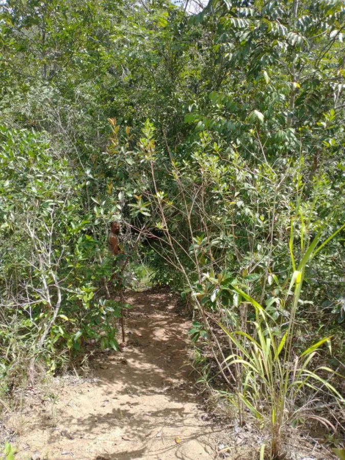 Imagem de LOTE DOS SONHOS COM RIOZINHO NOS FUNDOS