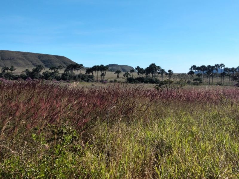 Imagem de TERRA DE 4 HECTARES NO VALE VERDE