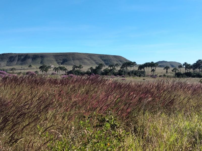 Imagem de TERRA DE 4 HECTARES NO VALE VERDE