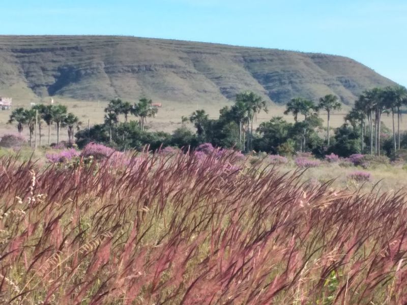 Imagem de TERRA DE 4 HECTARES NO VALE VERDE