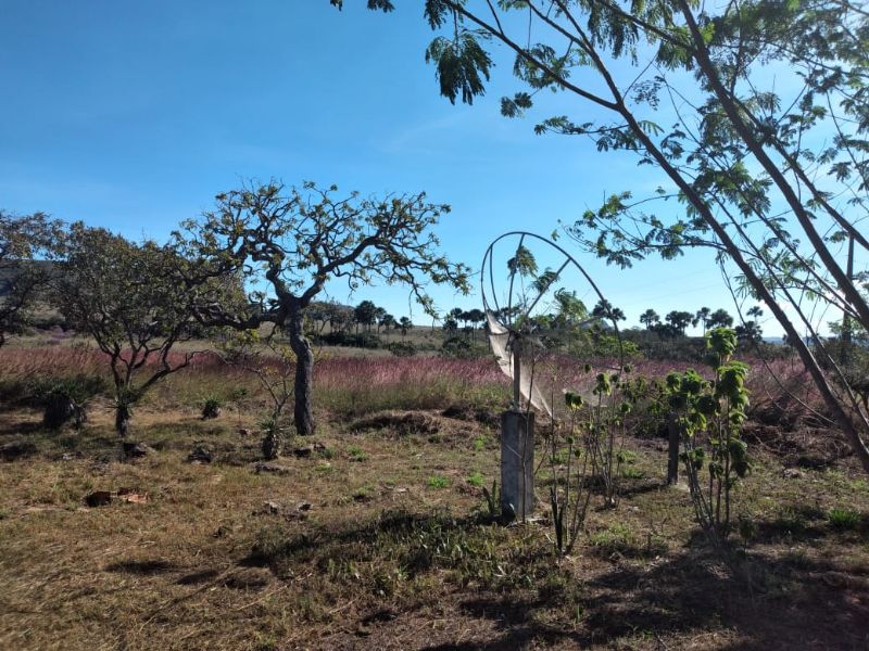 Imagem de TERRA DE 4 HECTARES NO VALE VERDE