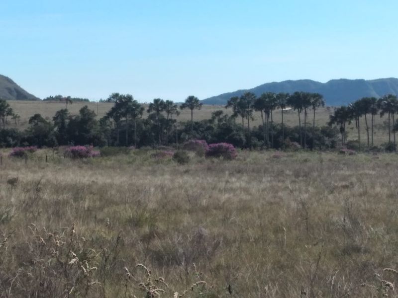 Imagem de TERRA DE 4 HECTARES NO VALE VERDE