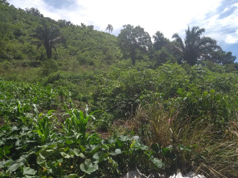 Imagem de LINDA TERRA À 12KM DA CIDADE