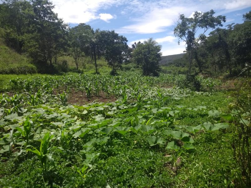 Imagem de LINDA TERRA À 12KM DA CIDADE