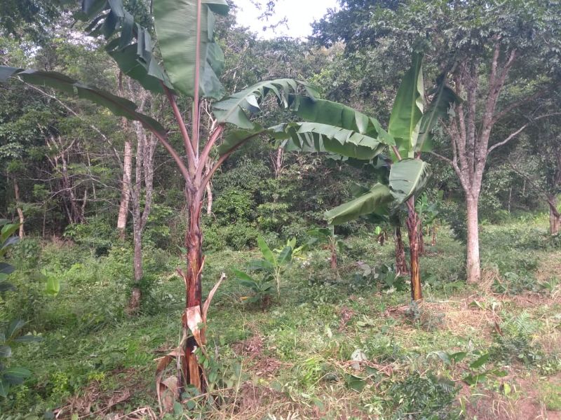 Imagem de LINDA TERRA À 12KM DA CIDADE