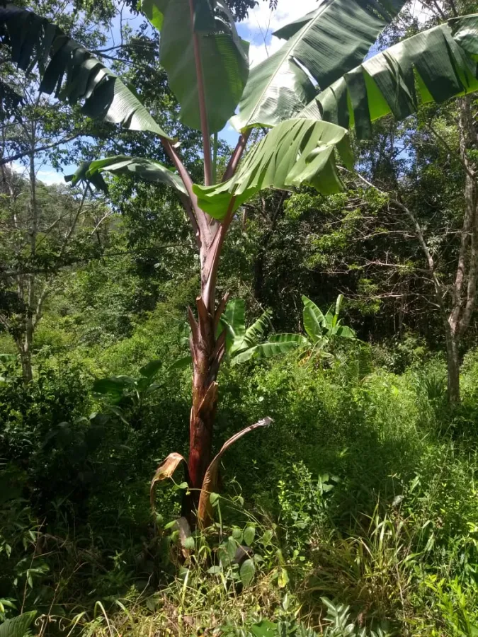 Imagem de LINDA TERRA À 12KM DA CIDADE