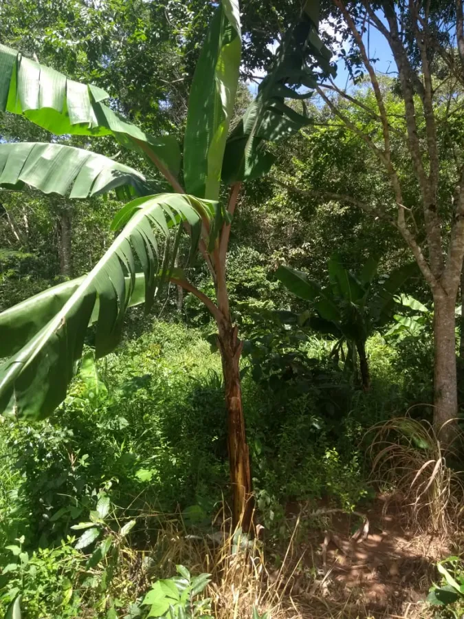 Imagem de LINDA TERRA À 12KM DA CIDADE