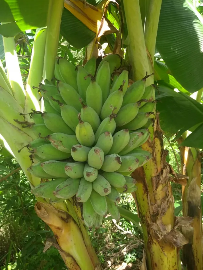 Imagem de LINDA TERRA À 12KM DA CIDADE