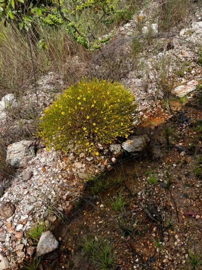 Imagem de LINDA TERRA COM VISTA ESPETACULAR EM CONDOMÍNIO