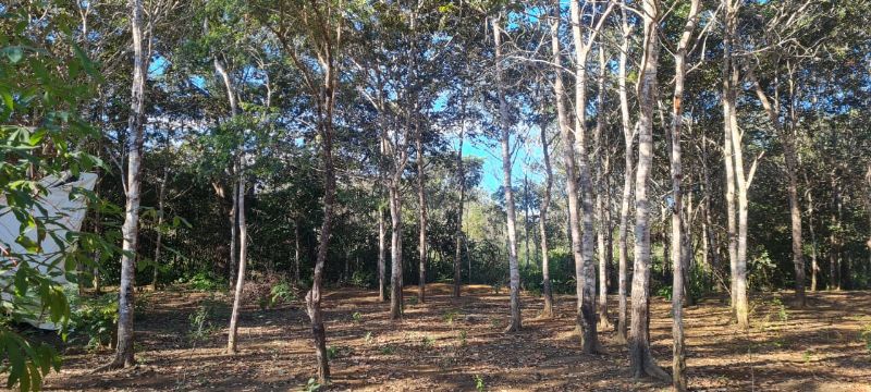 Imagem de EXCELENTE TERRA COM DUAS CASAS E MUITA ÁGUA  - 2 HECTARES E MEIO