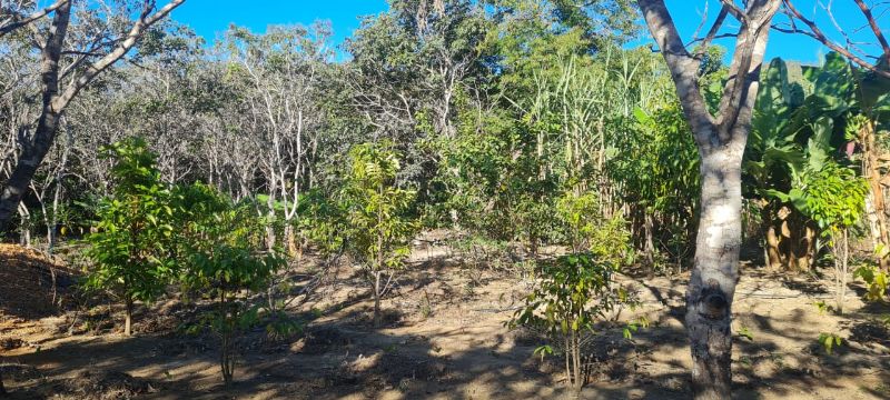 Imagem de EXCELENTE TERRA COM DUAS CASAS E MUITA ÁGUA  - 2 HECTARES E MEIO