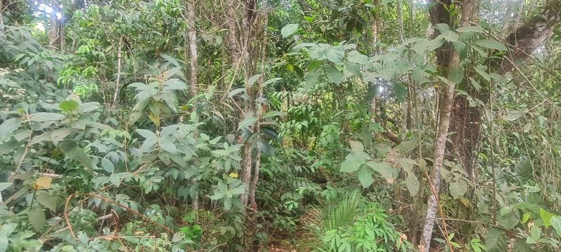 Imagem de CHÁCARA DE 4.39 HECTARES À 2.5 KM E MEIO DA CIDADE