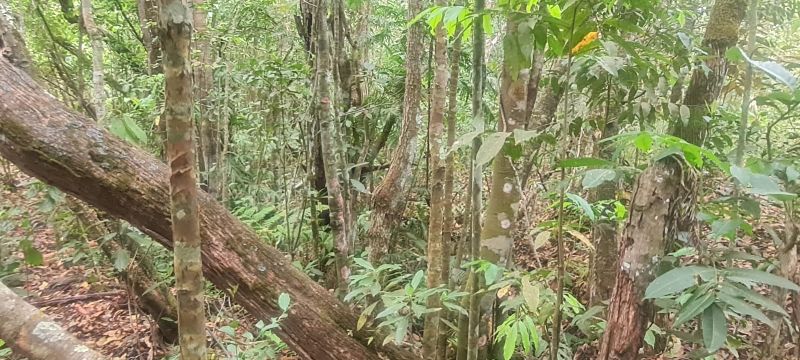 Imagem de CHÁCARA DE 4.39 HECTARES À 2.5 KM E MEIO DA CIDADE