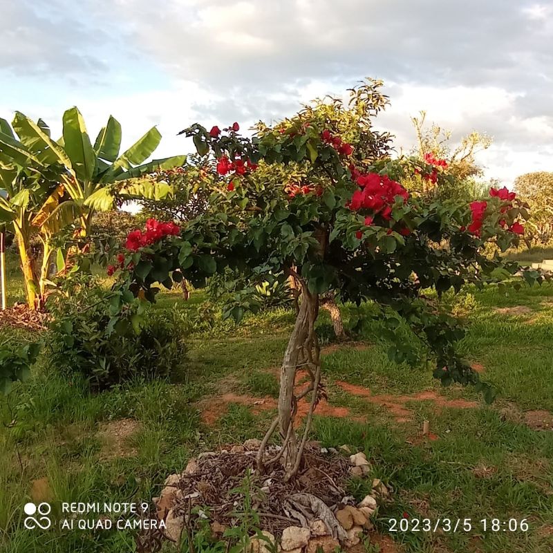 Imagem de LINDO SÍTIO COM EXCELENTE CASA