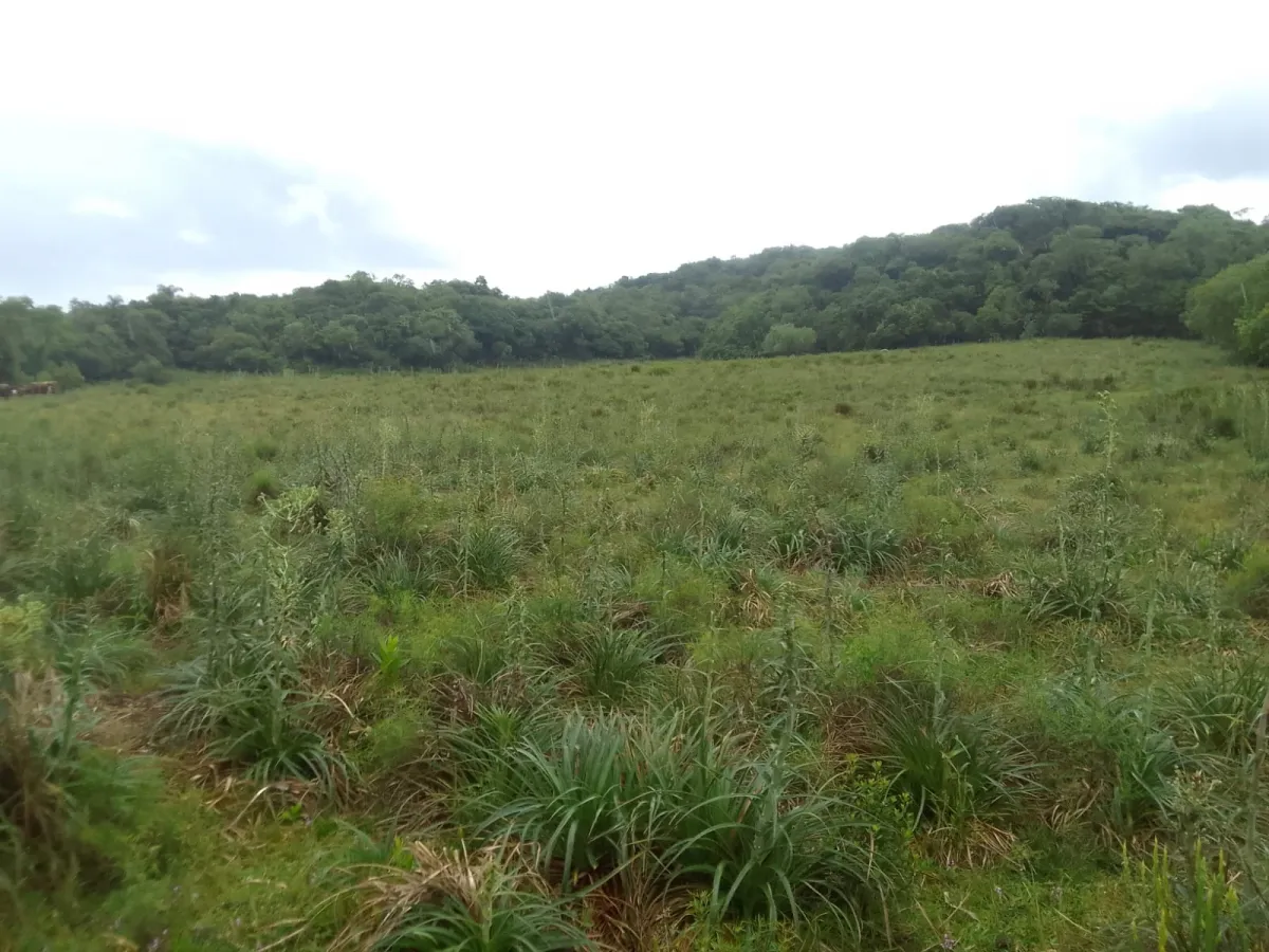 Imagem de Campo no Pantanoso