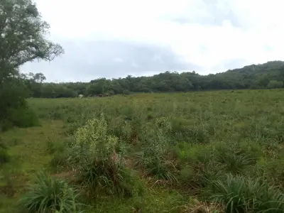 Imagem de Campo no Pantanoso