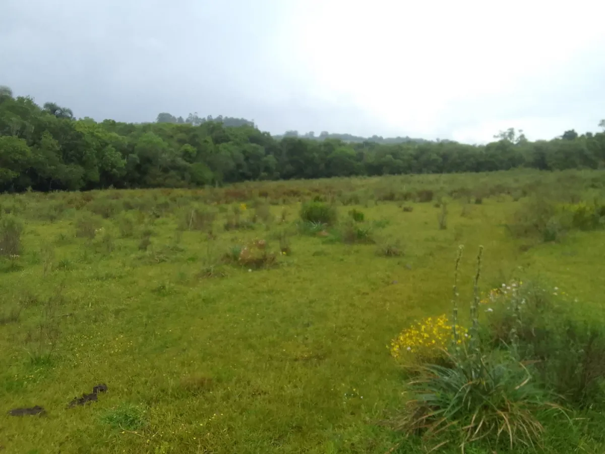 Imagem de Campo no Pantanoso