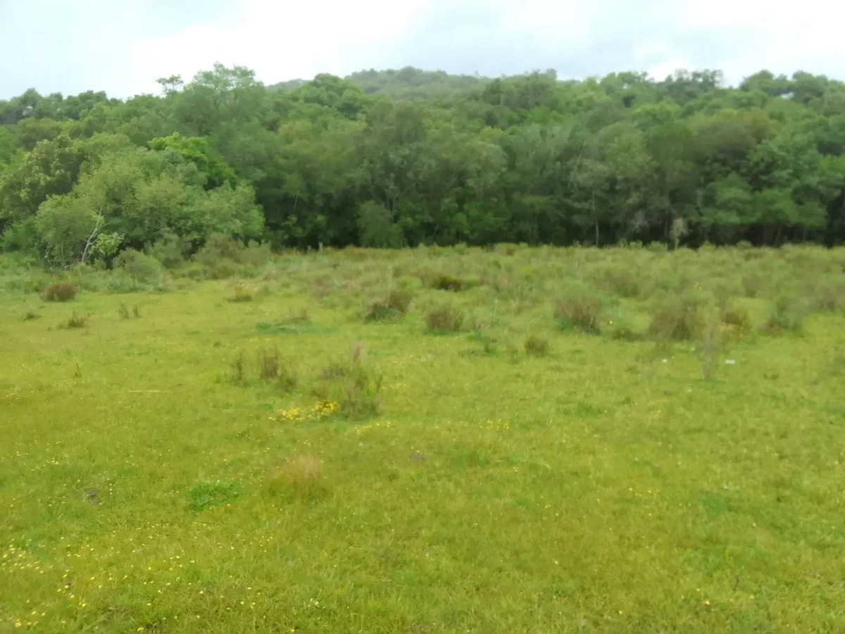 Imagem de Campo no Pantanoso