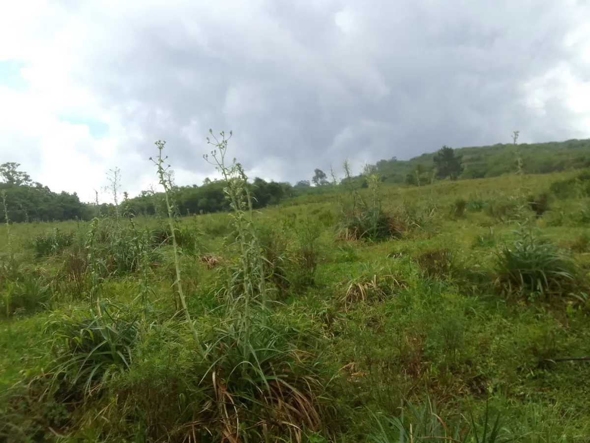 Imagem de Campo no Pantanoso