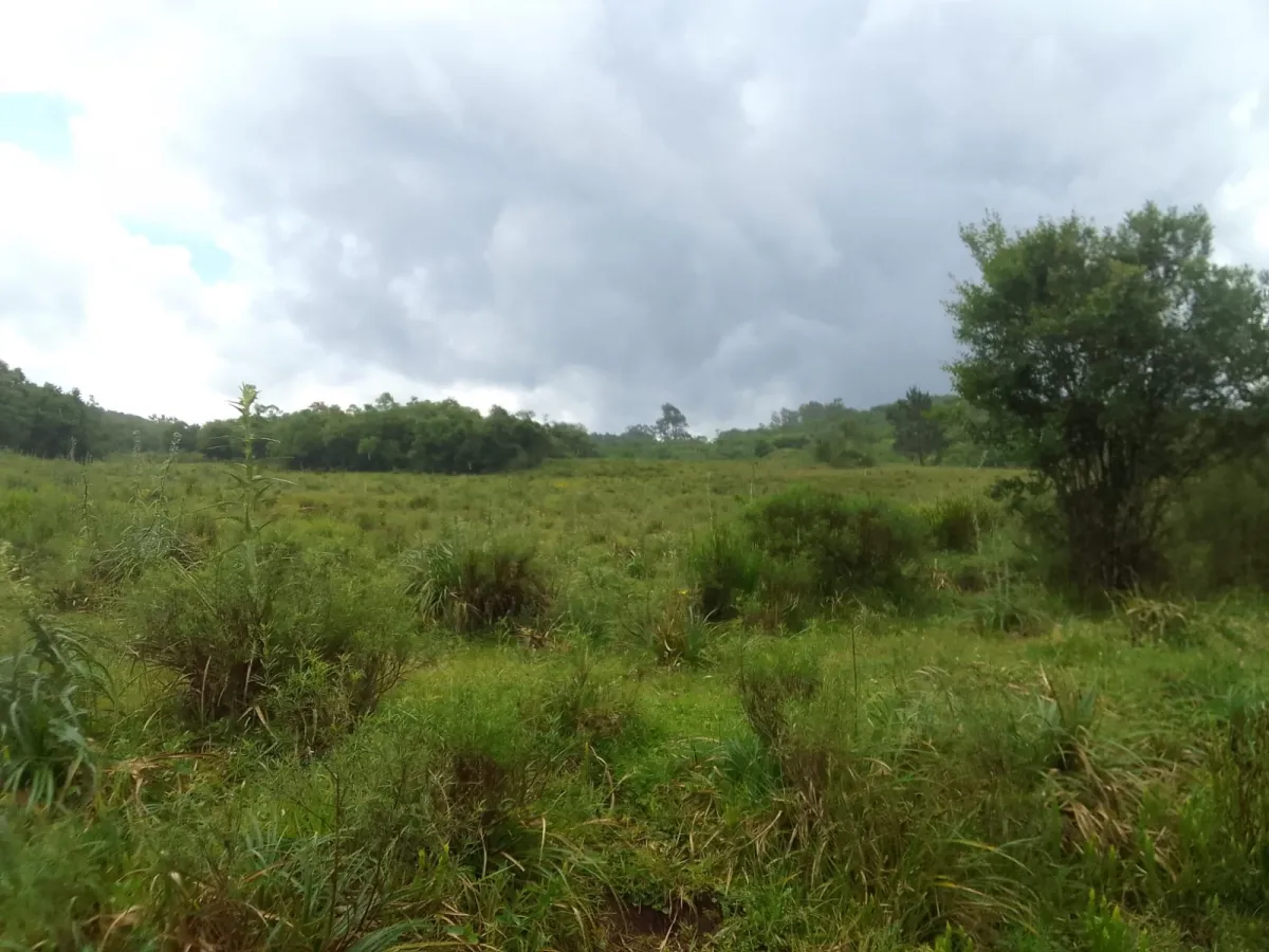 Imagem de Campo no Pantanoso