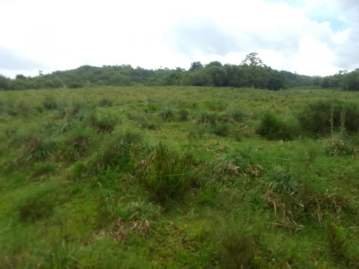 Imagem de Campo no Pantanoso