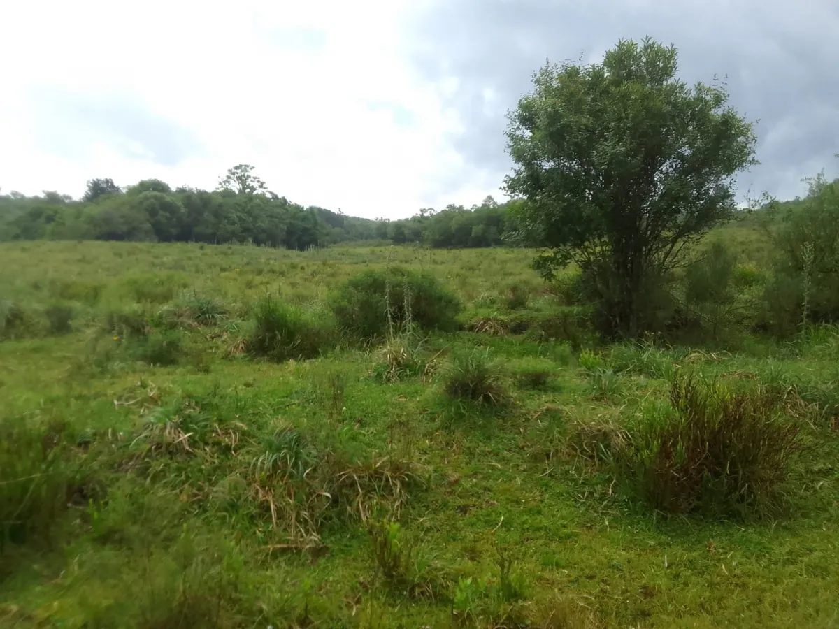 Imagem de Campo no Pantanoso