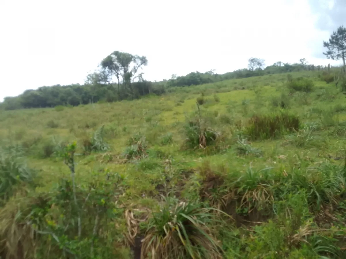 Imagem de Campo no Pantanoso