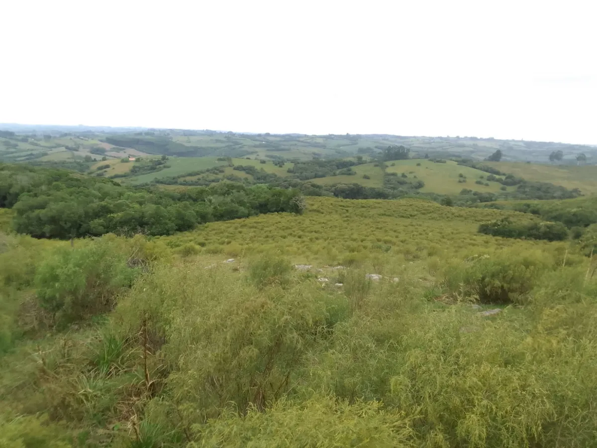 Imagem de Campo em Canguçu