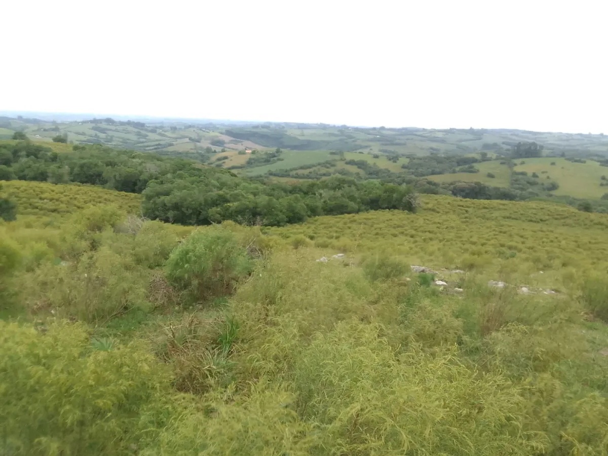 Imagem de Campo em Canguçu