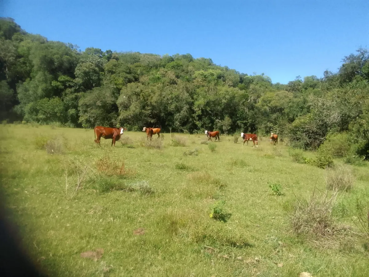 Imagem de Campo em Canguçu