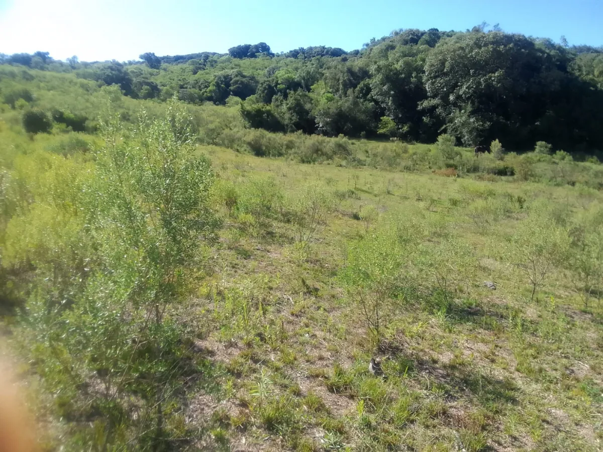 Imagem de Campo em Canguçu