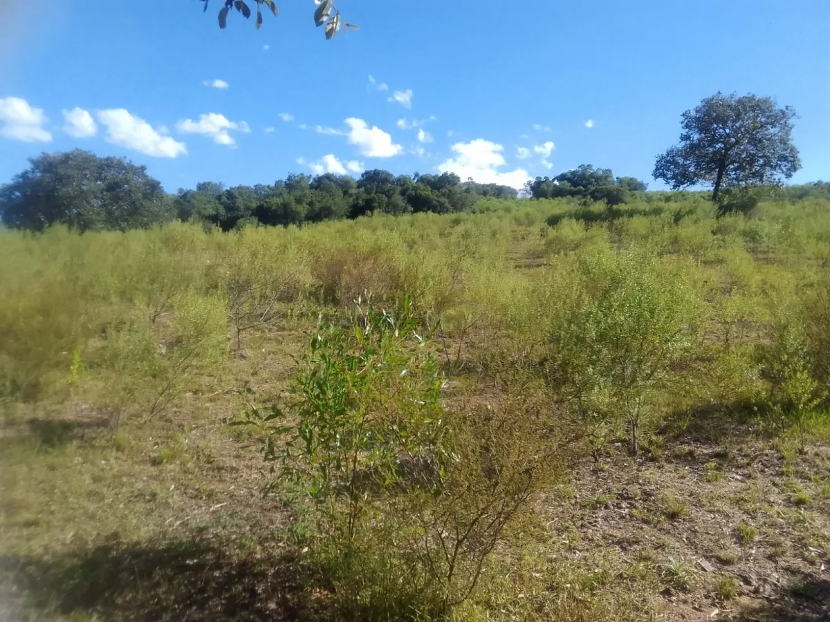 Imagem de Campo em Canguçu