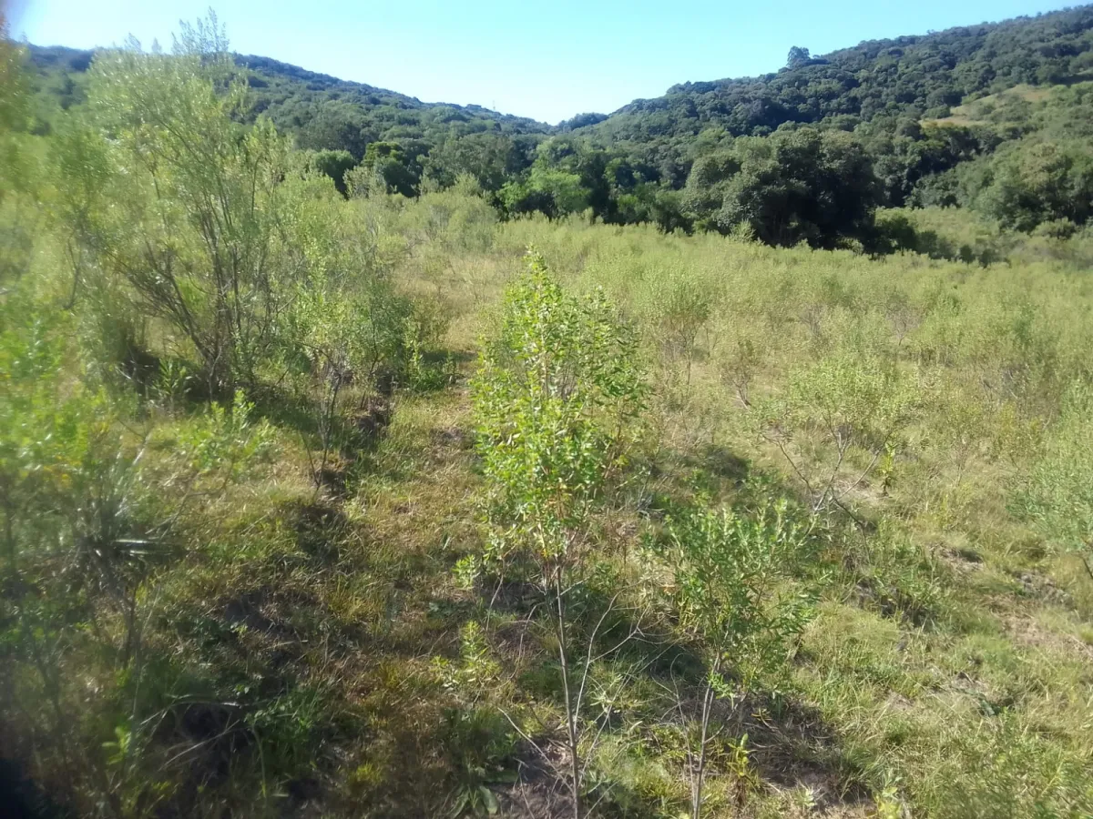 Imagem de Campo em Canguçu