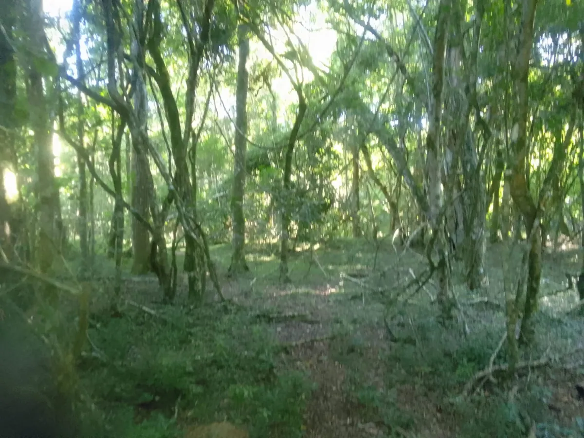 Imagem de Campo em Canguçu