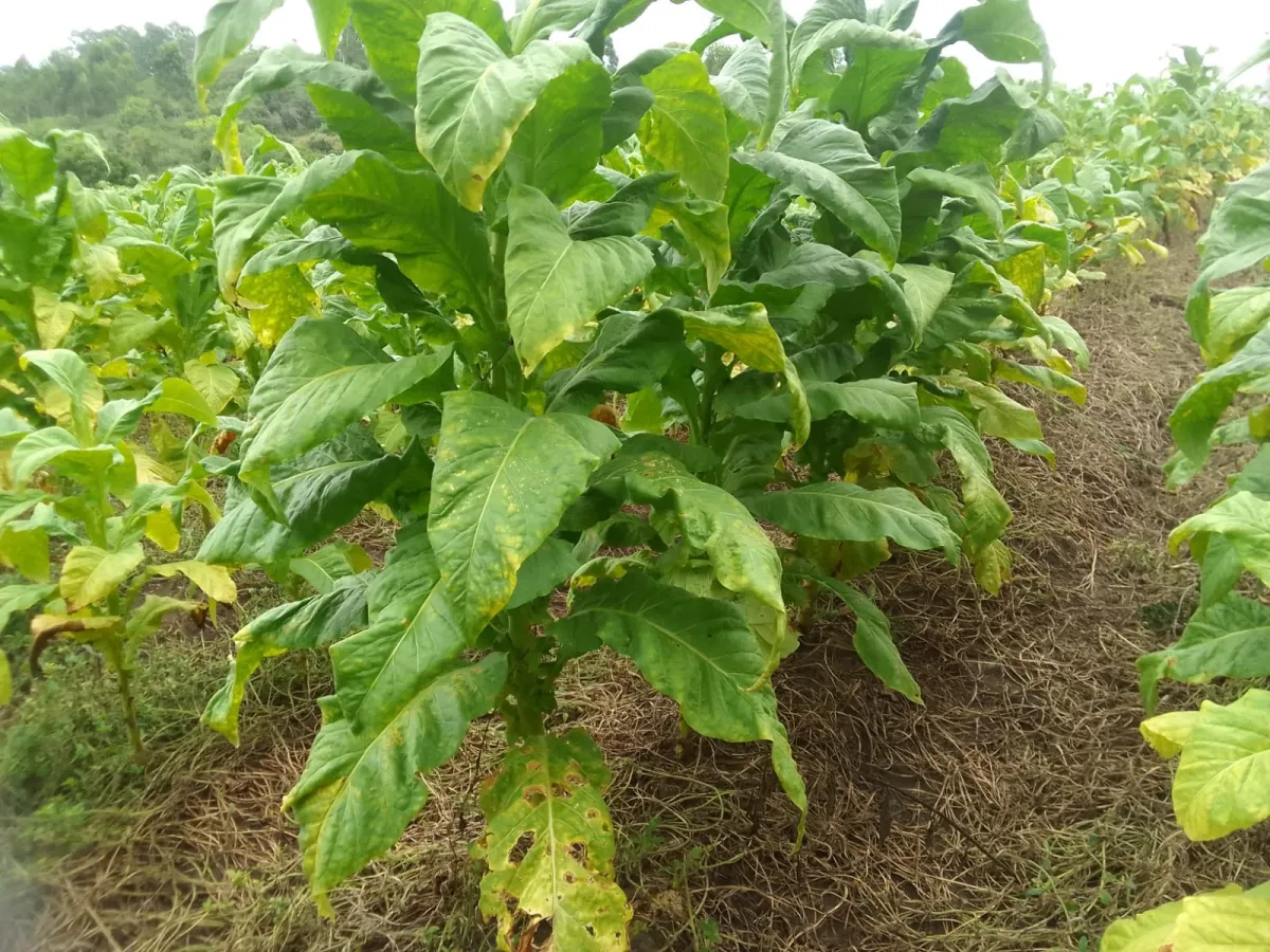 Imagem de Campo de 15 Hectares