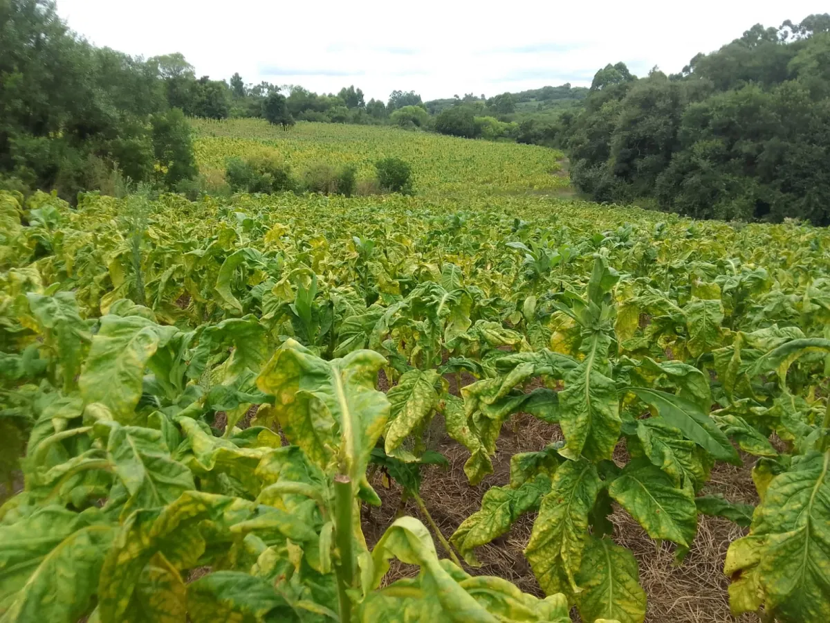 Imagem de Campo de 15 Hectares