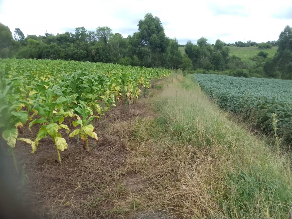 Imagem de Campo de 15 Hectares