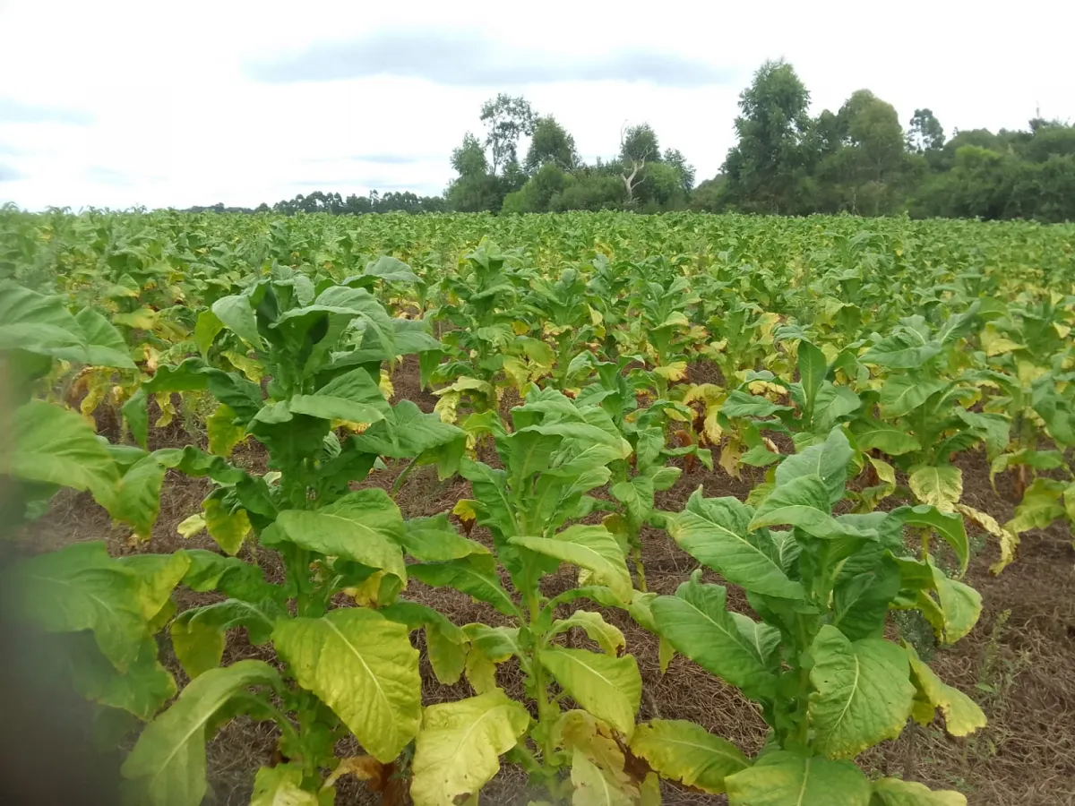 Imagem de Campo de 15 Hectares