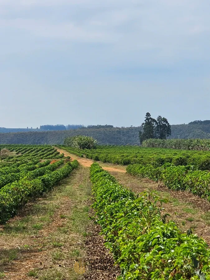 Imagem de FAZENDA À VENDA EM SETUBINHA-MG.