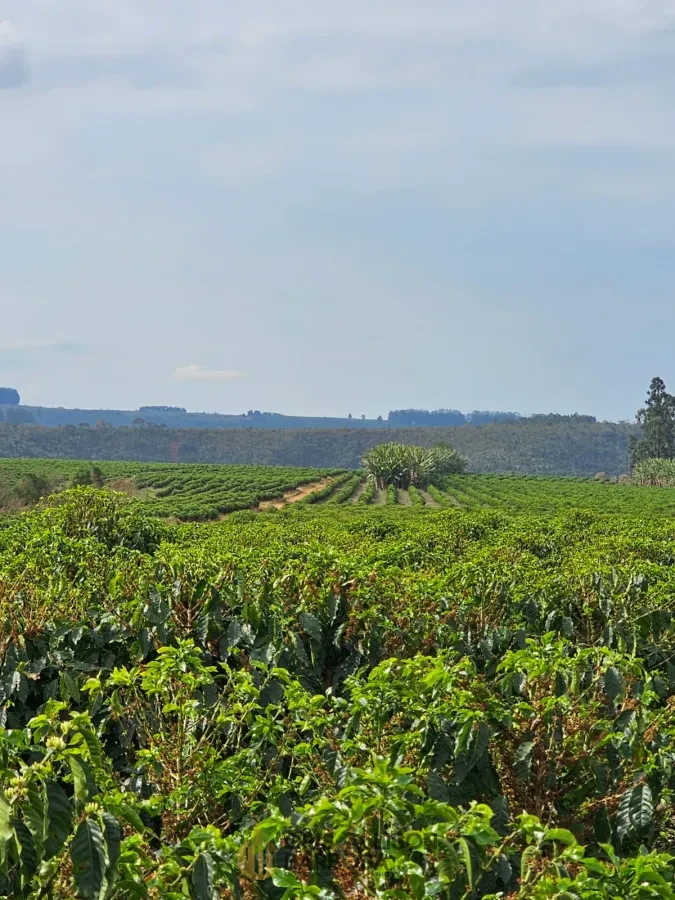 Imagem de FAZENDA À VENDA EM SETUBINHA-MG.
