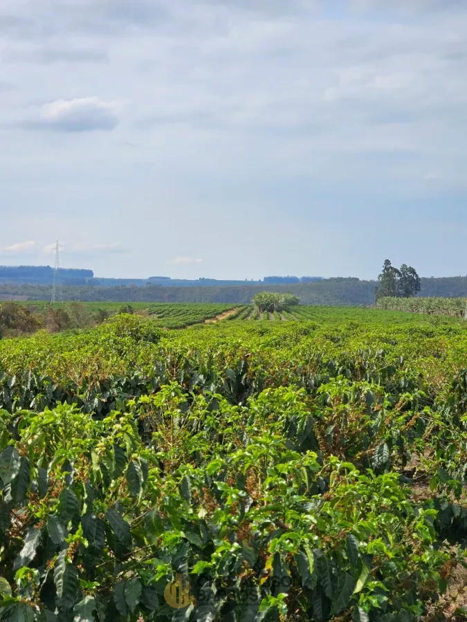 Imagem de FAZENDA À VENDA EM SETUBINHA-MG.